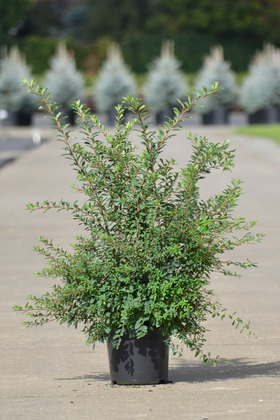 Спирея серая (Spiraea x cinerea)