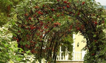 Рябина Рубиновая (Sorbus 'Rubinovaja') (арка)