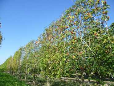 Рябина обыкновенная Невежинская (Sorbus aucuparia 'Nevezhinskaya') (шпалера)