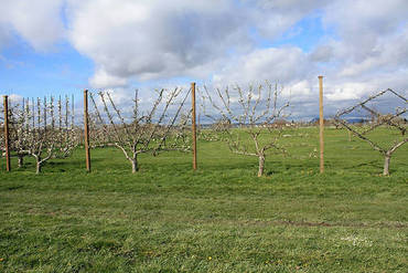 Рябина Сорбинка (Sorbus 'Sorbinka') (шпалера)