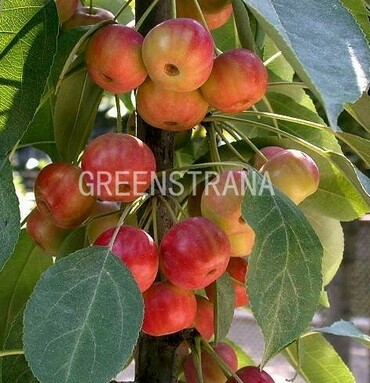 Яблоня колоновидная Ранетка (Malus domestica 'Ranetka')