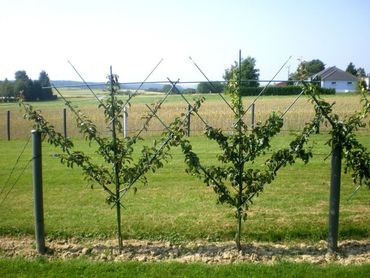 Рябина Титан (Sorbus 'Titan') (шпалера)