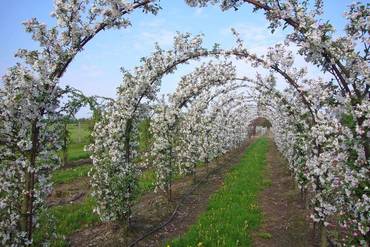 Яблоня гибридная Рудольф (Malus 'Rudolph') (арка)
