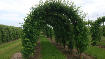 Рябина обыкновенная Невежинская (Sorbus aucuparia 'Nevezhinskaya') (арка)