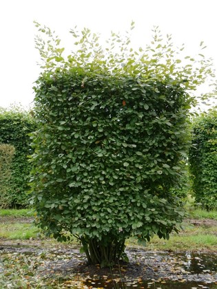 Ирга овальнолистная (Amelanchier ovalis)