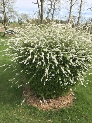 Спирея аргута (Spiraea x arguta)