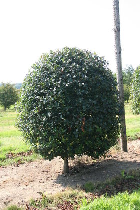 Боярышник мягковатый (Crataegus submollis)