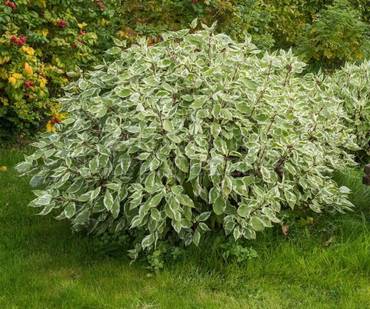 Дерен белый Айвори Хало (Cornus alba 'Ivory Halo')