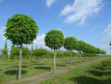 Липа мелколистная Грин Глоб (Tilia cordata 'Green Globe')