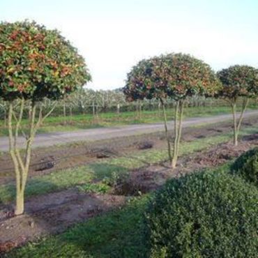 Боярышник крупноплодный (Crataegus submollis)