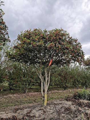 Боярышник обыкновенный (Crataegus laevigata)