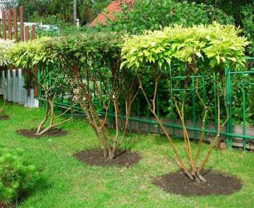 Дерен белый Гошолти (Cornus alba 'Gouchaultii')