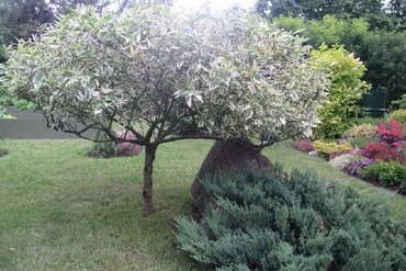 Дерен белый Элегантиссима (Cornus alba 'Elegantissima')
