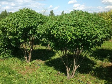 Клен татарский (Acer tataricum)