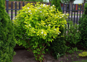 Пузыреплодник калинолистный Лютеус (Physocarpus opulifolius 'Luteus')