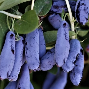 Жимолость съедобная Гордость Бахчара (Lonicera edulis 'Gordost Bakhtshara')