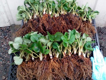 Земляника садовая (Fragaria x ananassa) микс