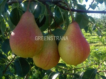 Груша Забава (Pyrus communis 'Zabava')