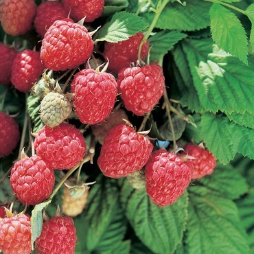 Малина Глен Ампл (Rubus idaeus 'Glen Ample')