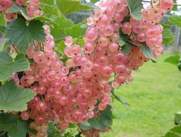 Смородина розовая Прыгажуля (Ribes rubrum 'Prygazhulya')