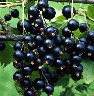 Смородина черная Титания (Ribes nigrum 'Titania')