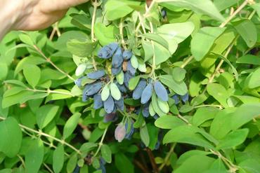 Жимолость съедобная (Lonicera edulis) микс