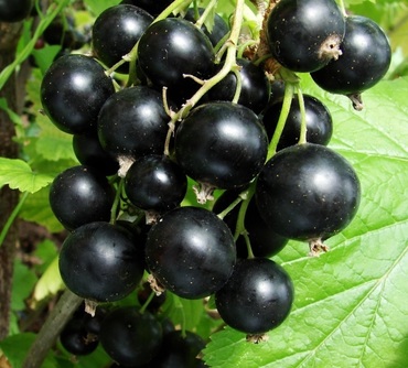Смородина черная Изюмная (Ribes nigrum 'Izyumnaya')