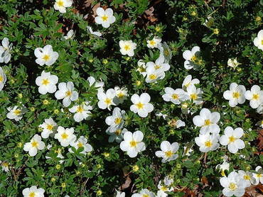 Лапчатка кустарниковая Маккейз Уайт (Dasiphora fruticosa 'McKay's White')