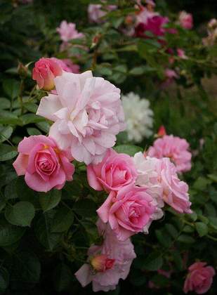 Роза канадская Мэри Викторин (Rosa 'Marie-Victorin')