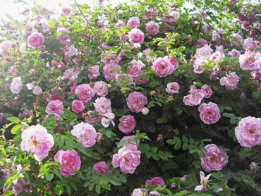 Роза канадская Тереза Багнет (Rosa 'Thérèse Bugnet')