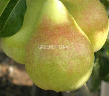 Груша Духмяная (Pyrus communis 'Duhmyanaya')