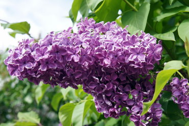 Сирень обыкновенная Энн Шиач (Syringa vulgaris 'Anne Shiach')