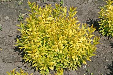 Бирючина обыкновенная Ауреа (Ligustrum vulgare 'Aurea')