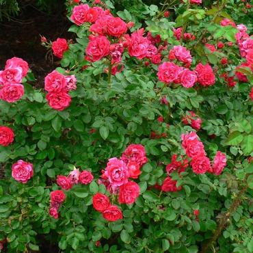 Роза канадская Джордж Ванкувер (Rosa 'George Vancouver')