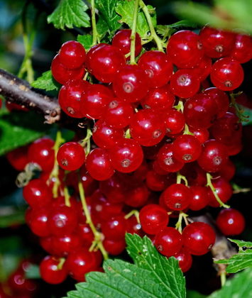 Смородина красная (Ribes rubrum) сортовая