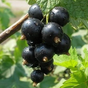 Смородина черная (Ribes nigrum) сортовая