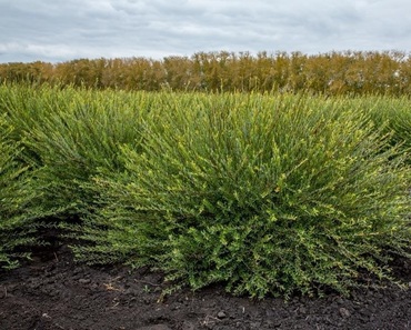 Ива Маяк-1 (Salix 'Mayak-1')