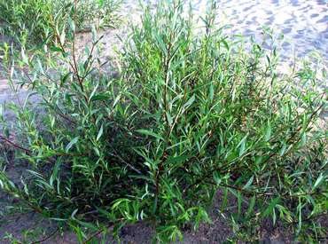 Ива остролистная (Salix acutifolia)