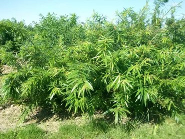 Ива сахалинская Секка (Salix udensis 'Sekka')