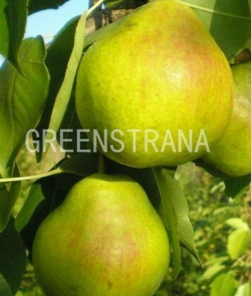 Груша Июньская (Pyrus communis 'Iyunskaya')