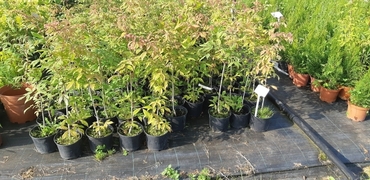 Клен маньчжурский (Acer mandshuricum)