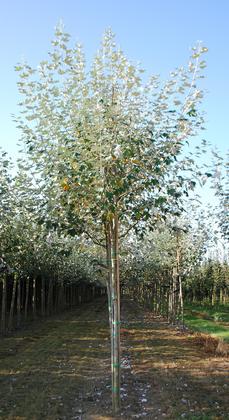 Тополь белый Нивеа (Populus alba 'Nivea')