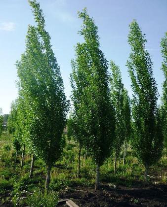 Тополь черный (Populus nigra) пирамидальный