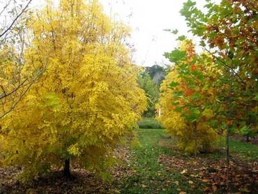 Ясень обыкновенный Ауреа (Fraxinus excelsior 'Aurea')