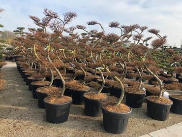 Лиственница японская (Larix kaempferi) Бонсай