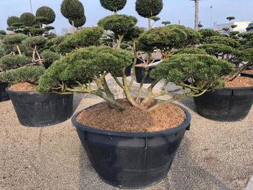 Сосна горная Гном (Pinus mugo 'Gnom') Бонсай