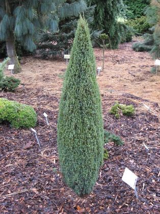 Можжевельник обыкновенный Компресса (Juniperus communis 'Compressa')