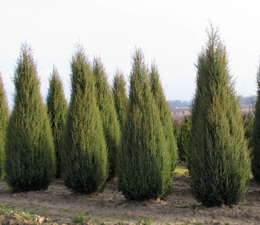 Можжевельник виргинский (Juniperus virginiana)