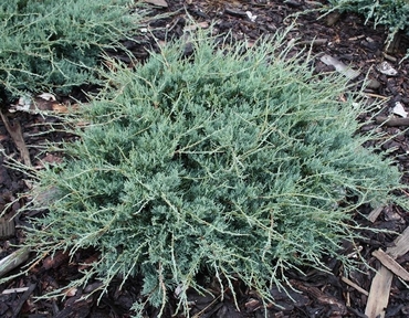 Можжевельник виргинский Блю Клауд (Juniperus virginiana 'Blue Cloud')