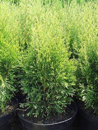 Туя западная Спотти Смарагд (Thuja occidentalis 'Spotty Smaragd')